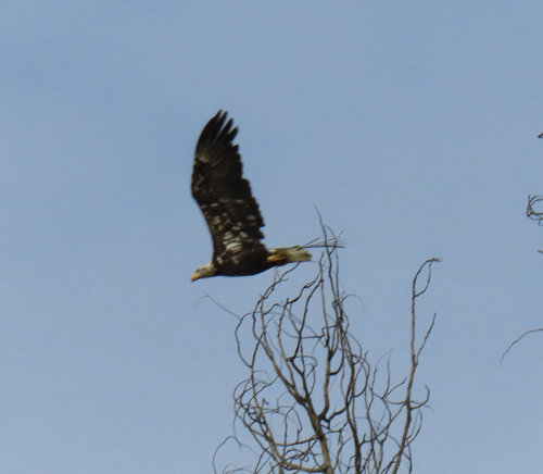 Bald Eagle