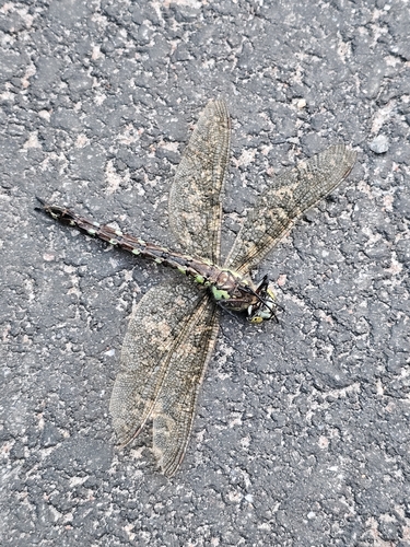 Southern Hawker