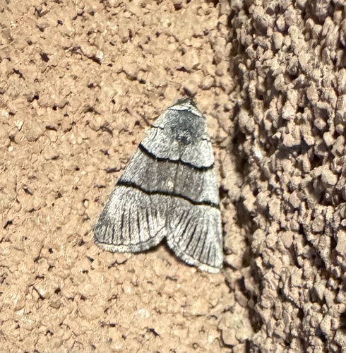 Sympistis barnesii