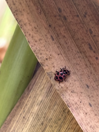 Spotted Pink Lady Beetle