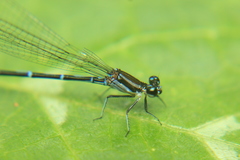 Argia oculata