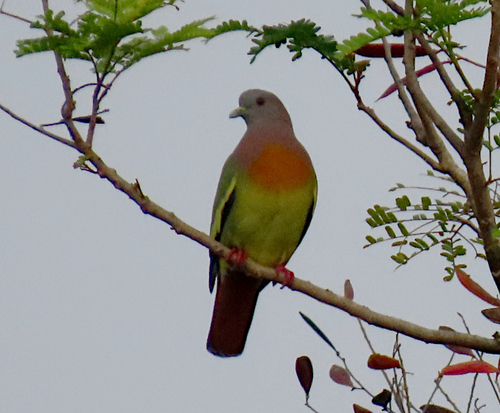 Pink-necked Green-Pigeon