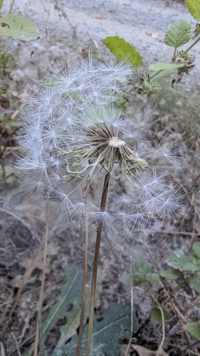 Agoseris grandiflora, 2026-09-14