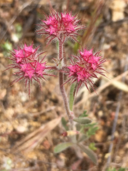 Chorizanthe douglasii