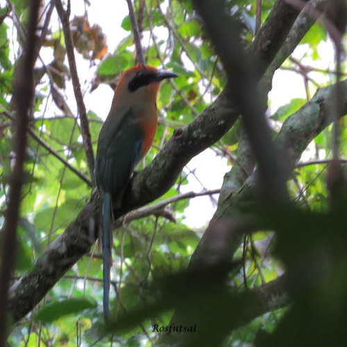 Rufous-capped Motmot