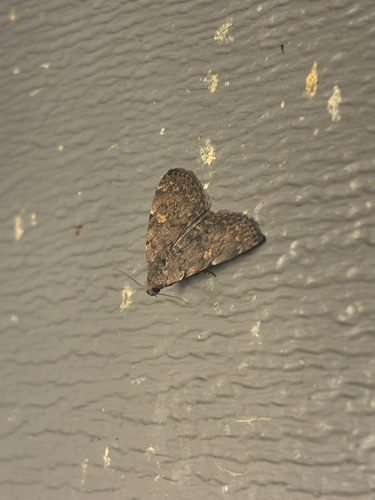 Common Idia Moth