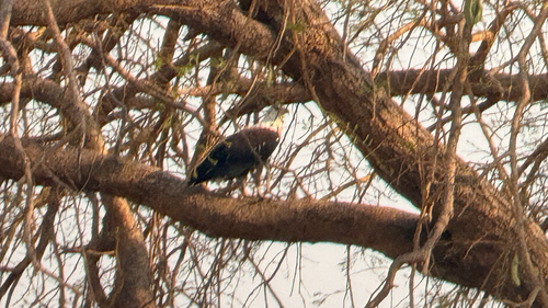 African Fish-Eagle