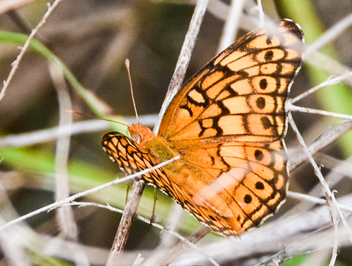 Variegated Fritillary