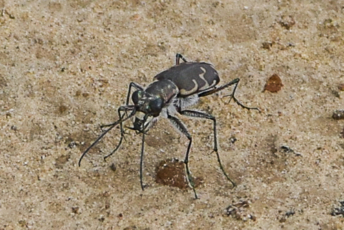 Bronzed Tiger Beetle