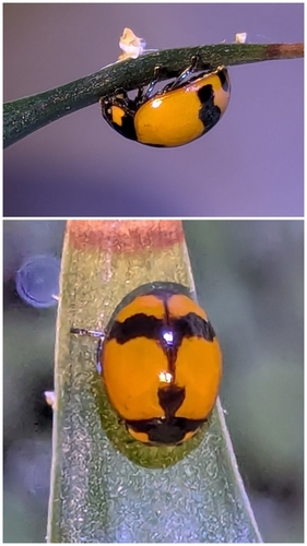 Small Transverse Ladybird Beetle