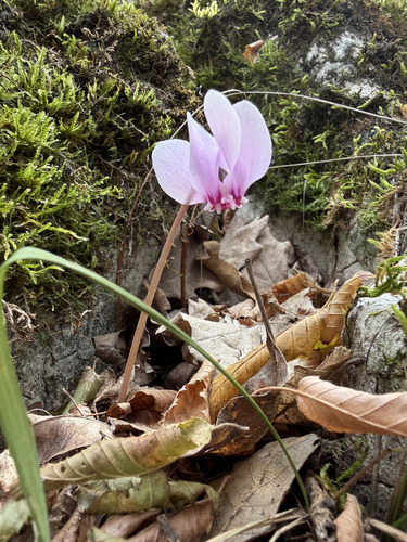 Ivy-leaved cyclamen