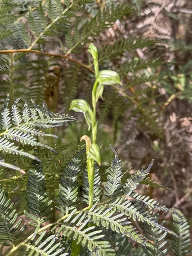 tall greenhood