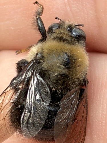 Foothill Carpenter Bee