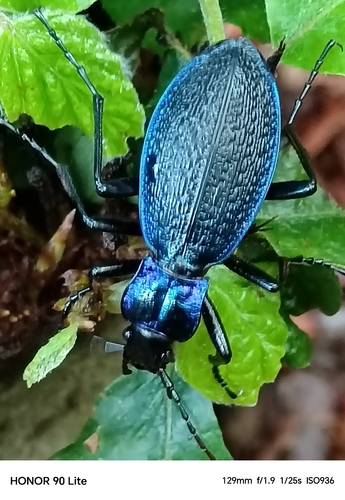 Blue Ground Beetle