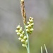 Carex garberi - Photo (c) Chelsea Gottfried, μερικά δικαιώματα διατηρούνται (CC BY-NC), uploaded by Chelsea Gottfried