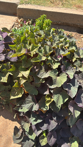 sweet potato