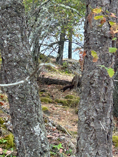 American Mink observed by bluehouseonthesalishsea