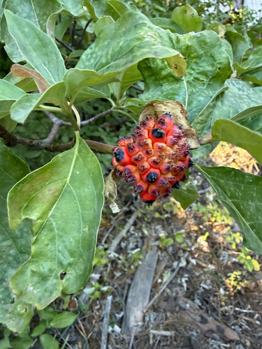 iNaturalist observation photo of Pacific Dogwood