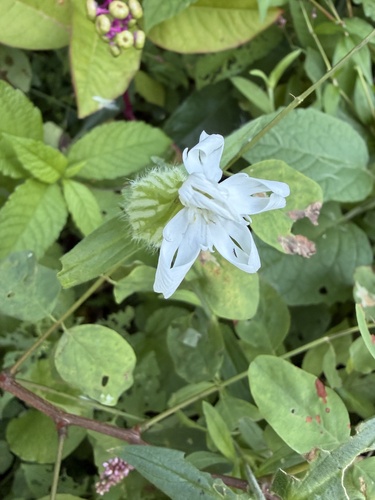 white campion