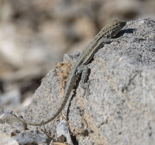 iNaturalist observation photo of Common Side-blotched Lizard