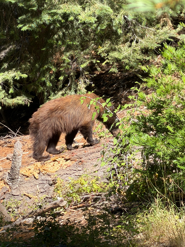 iNaturalist observation photo of American Black Bear
