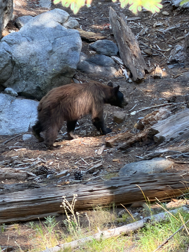 iNaturalist observation photo of American Black Bear