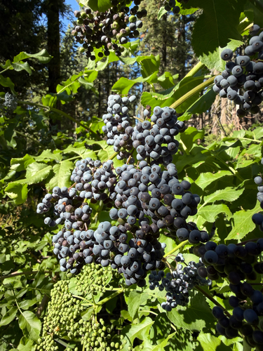 iNaturalist observation photo of blue elder