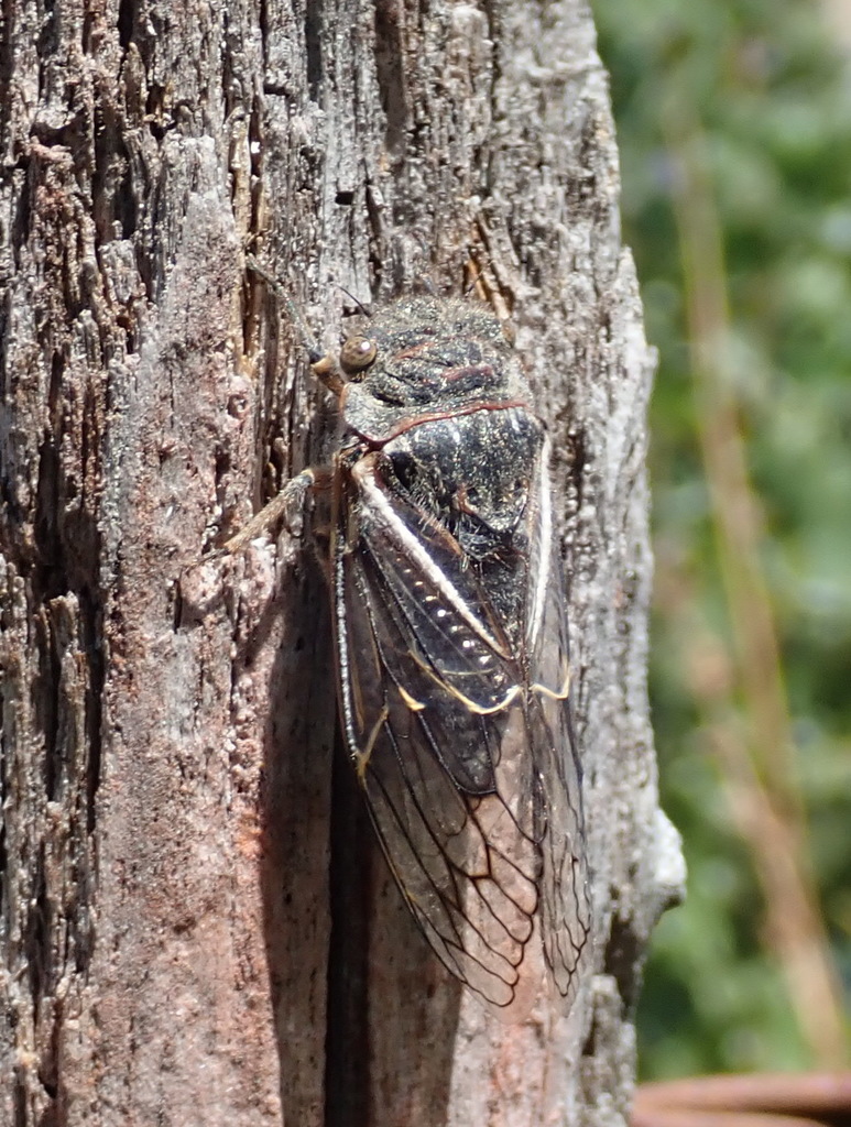 Tettigades undata