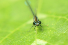 Argia oculata