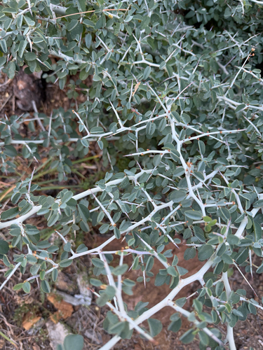 iNaturalist observation photo of Ceanothus