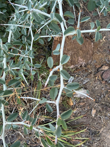 iNaturalist observation photo of Ceanothus