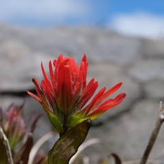 Castilleja hispida