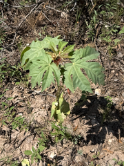 Jatropha macrorhiza, photograph (c) CK2AZ, some rights reserved (CC BY)