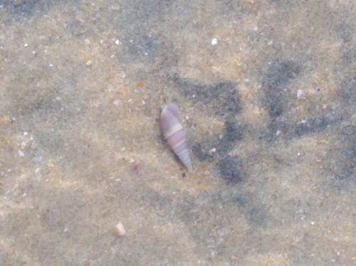 Bullia melanoides observed 2026-09-14