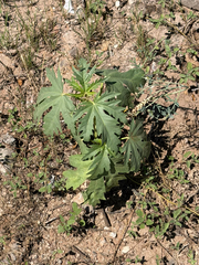 Jatropha macrorhiza, photograph (c) CK2AZ, some rights reserved (CC BY)