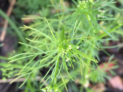 Spermolepis echinata