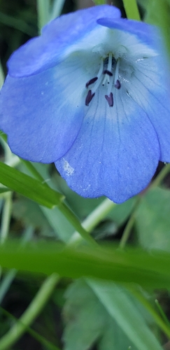 Nemophila menziesii observed 2026-09-14
