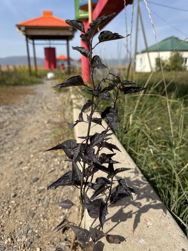 bittersweet nightshade
