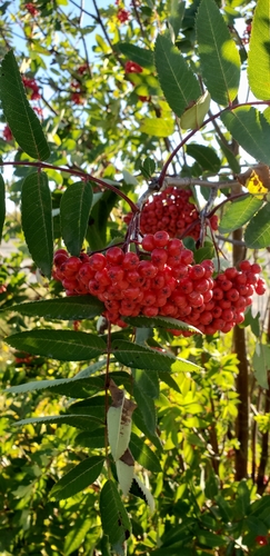 European mountain ash
