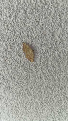 Yellow Shell Moth