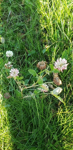 Alsike clover