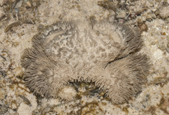 Pilumnus vespertilio