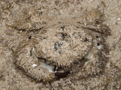 Pilumnus vespertilio