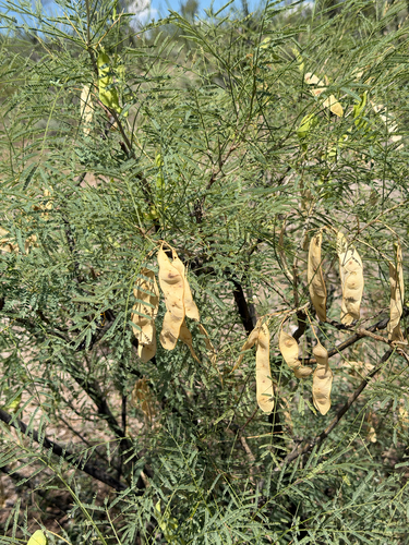 Mariosousa millefolia