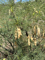Mariosousa millefolia