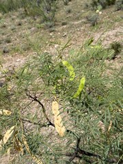 Mariosousa millefolia, photograph (c) CK2AZ, some rights reserved (CC BY)