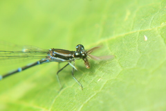 Argia oculata