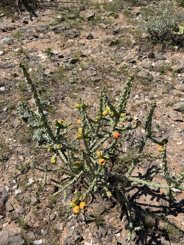 Cylindropuntia kleiniae, photograph 6
