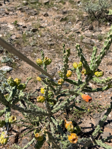Cylindropuntia kleiniae, photograph 2