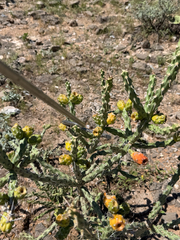 Cylindropuntia kleiniae, photograph (c) CK2AZ, some rights reserved (CC BY)